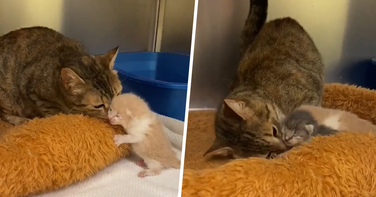 Une Maman Chatte Est Folle De Joie De Retrouver Ses Chatons Perdus Dans Un Refuge Ipnoze