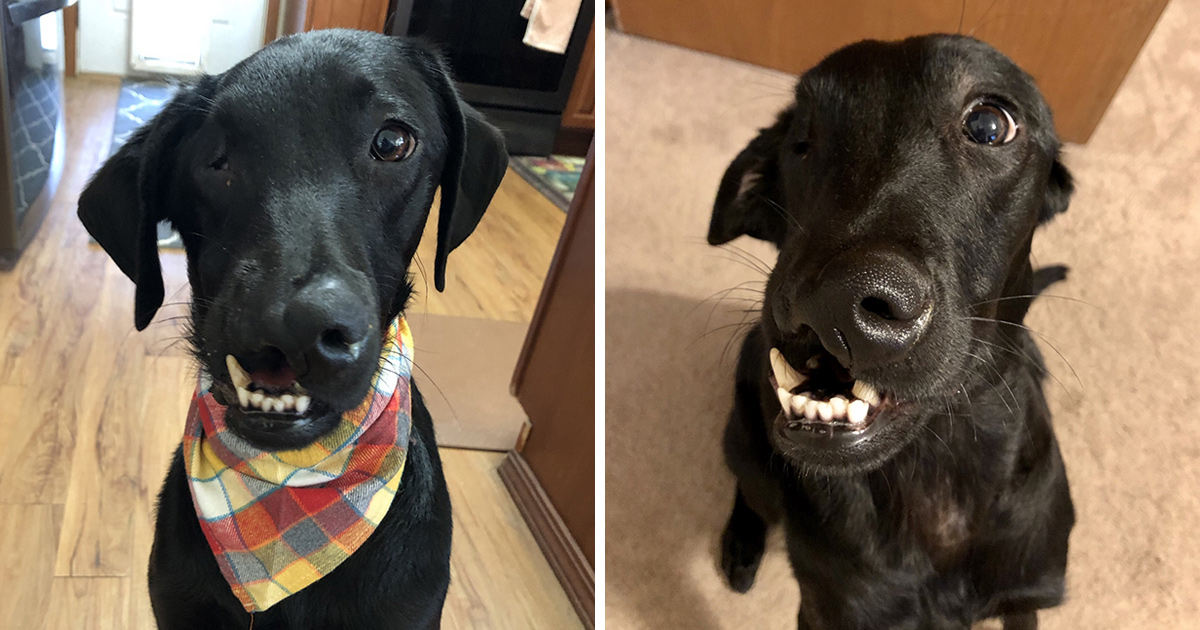 Ce Labrador Noir Ne Avec Un Bec De Lievre Peut Enfin S Amuser Dans L Eau Apres Une Chirurgie Reussie Ipnoze