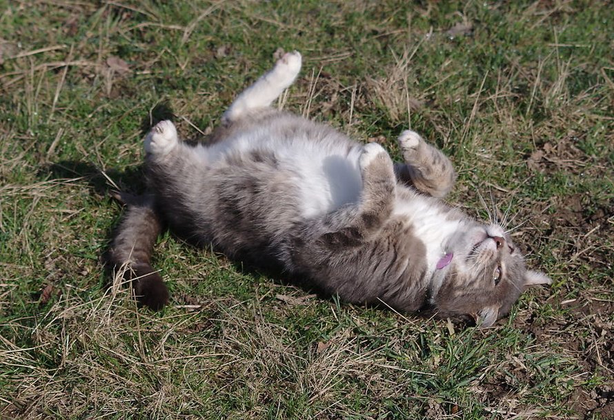 Nos Chats Et Ceux De Nos Voisins Ont Trouv De L Herbe Chat Et Chat