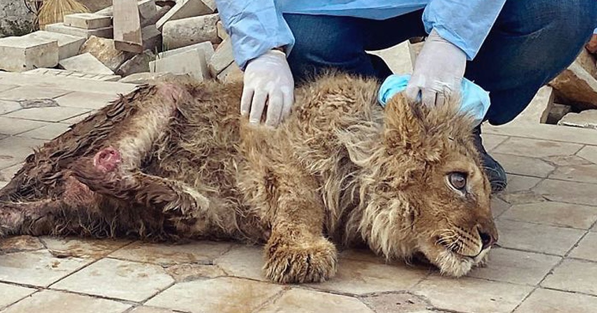 De Bons Samaritains Sauvent Un Lionceau Qui S Est Fait Casser Les Pattes Pour Prendre Des Photos Avec Les Touristes Ipnoze