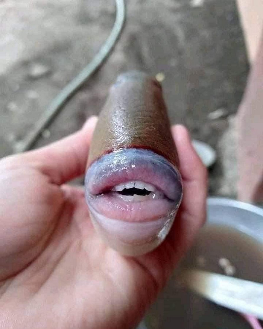 Un poisson étrange avec des dents « humaines » retrouvé en Malaisie