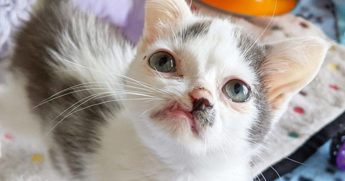 Ce Chaton Au Visage Unique Veut Etre Aime Par Quelqu Un Tel Qu Il Est Ipnoze