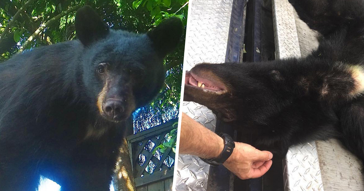 Un Ours Noir A Ete Euthanasie Apres Que Des Residents Lui Aient Laisse De La Nourriture Pour Pouvoir Le Filmer Ipnoze