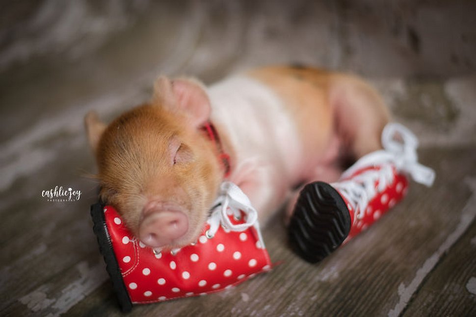 Une Photographe Realise Une Seance Photo De Nouveau Ne Avec Un Bebe Porcelet Parce Que Le Monde A Besoin De Plus De Tendresse Ipnoze