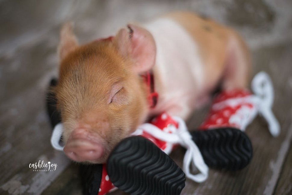 Une Photographe Realise Une Seance Photo De Nouveau Ne Avec Un Bebe Porcelet Parce Que Le Monde A Besoin De Plus De Tendresse Ipnoze