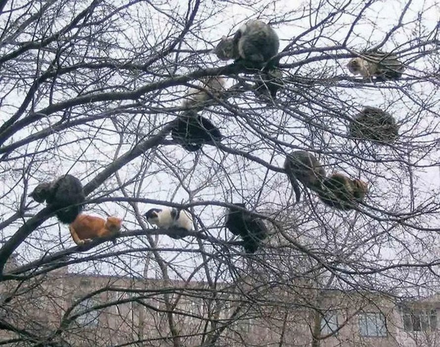Ces oiseaux ressemblent étrangement à des chats ! By Ipnoze.com Chats-perches-dans-arbres-comme-oiseaux-11