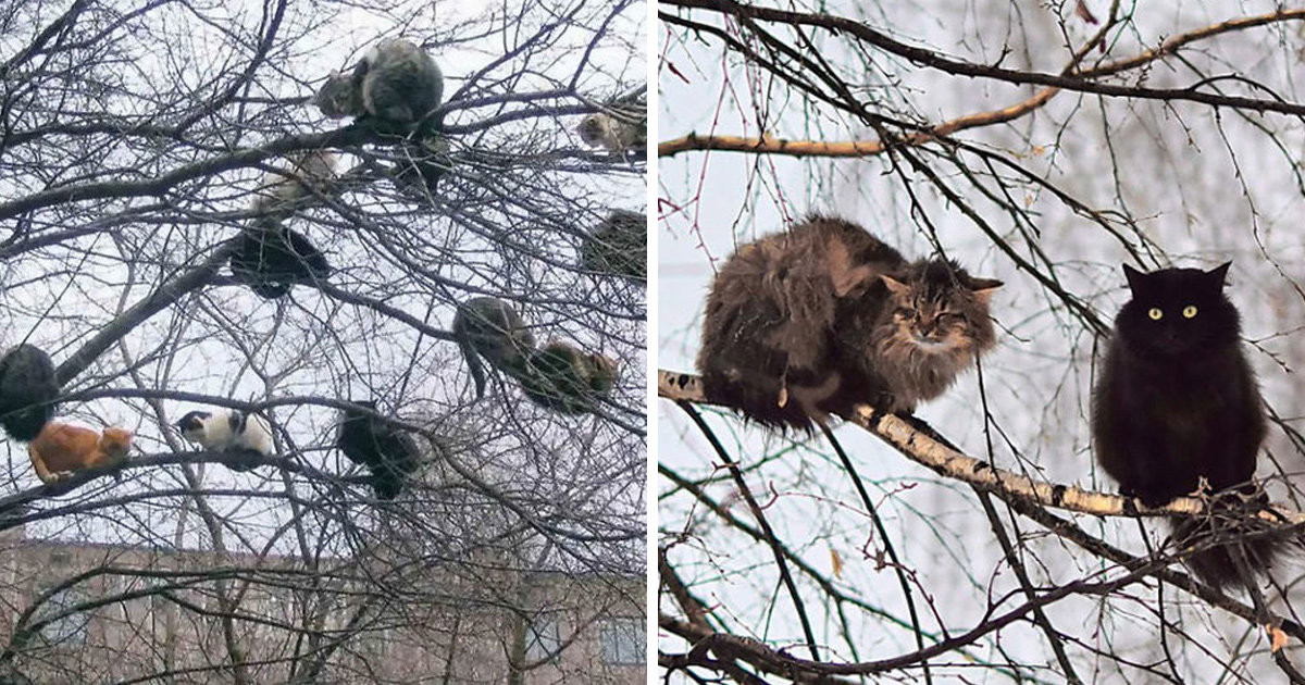 Ces oiseaux ressemblent étrangement à des chats ! By Ipnoze.com Chats-perches-dans-arbres-comme-oiseaux