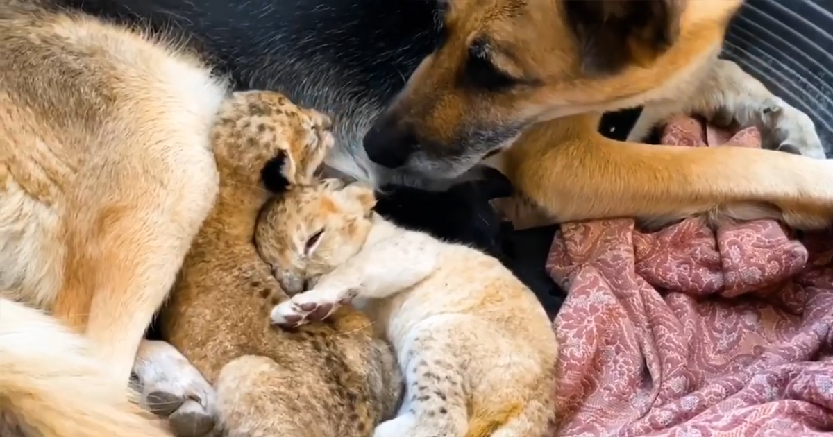 Une Chienne Berger Allemand Eleve Deux Lionceaux Apres Que Leur Mere Biologique Les Ait Rejetes Ipnoze