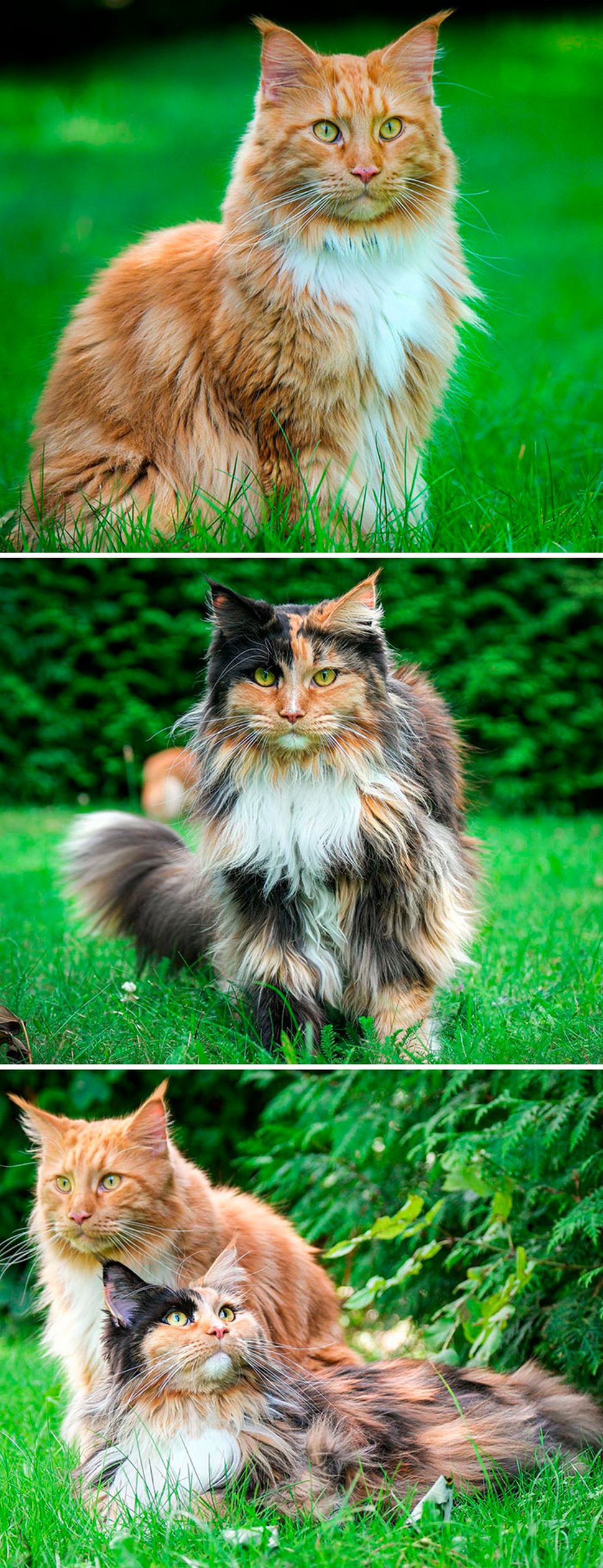 Ces Maine Coons Majestueux Montrent A Quel Point Cette Race De Chat Est Unique Ipnoze