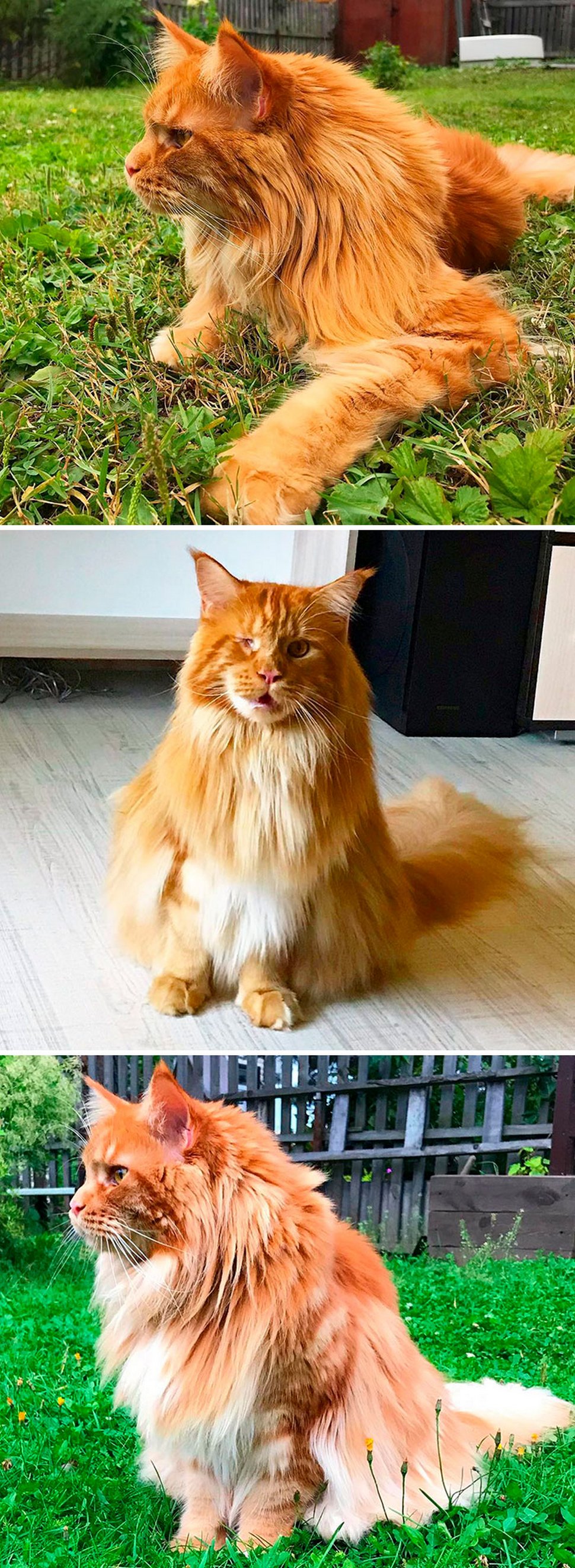 Ces Maine Coons Majestueux Montrent A Quel Point Cette Race De Chat Est Unique Ipnoze