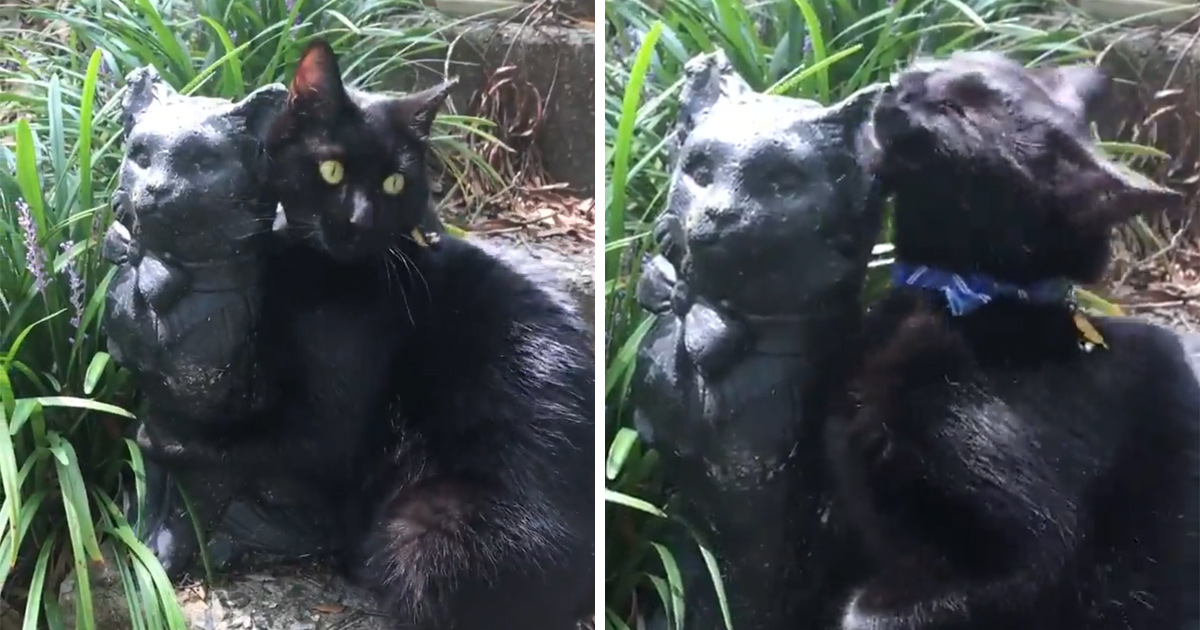 Un Chat Tombe Amoureux D Une Statue Qui Lui Ressemble Ipnoze