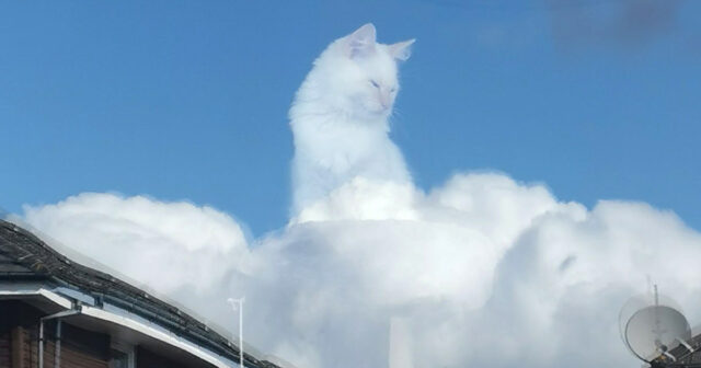 photos du net - Page 2 Chat-sur-nuages-illusion-amanda-hyslop-00-640x336