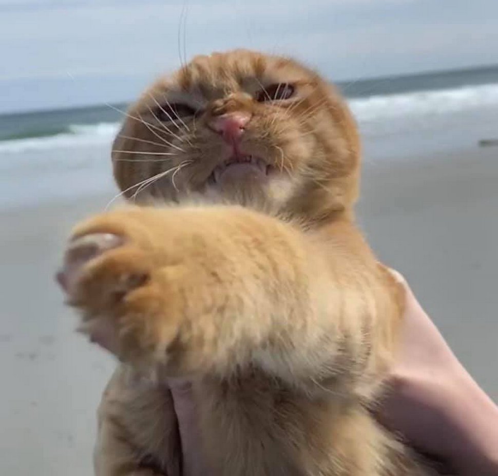 Ce Chat Est Alle A La Plage Pour La Premiere Fois Et Ses Expressions En Disent Long Ipnoze