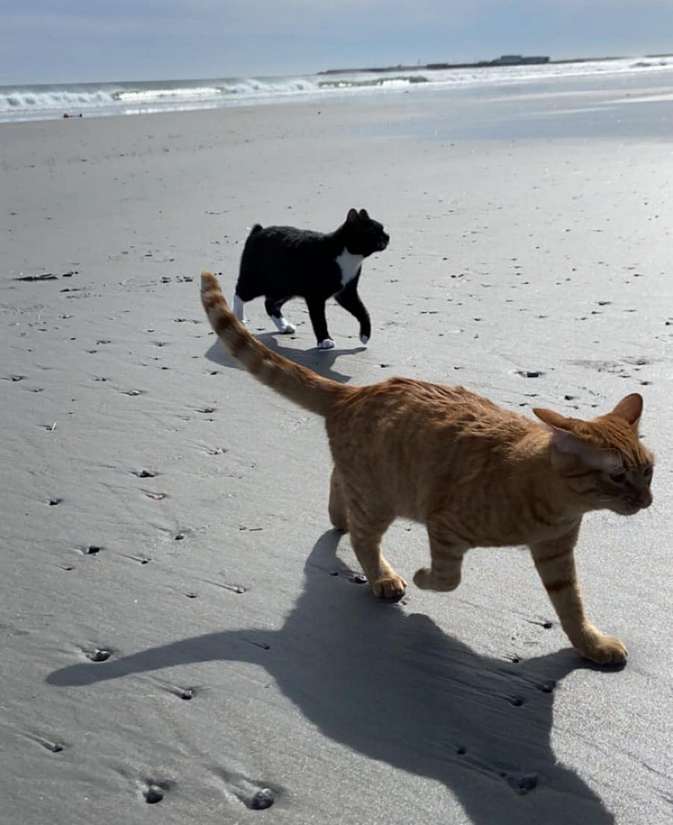 Ce Chat Est Alle A La Plage Pour La Premiere Fois Et Ses Expressions En Disent Long Ipnoze