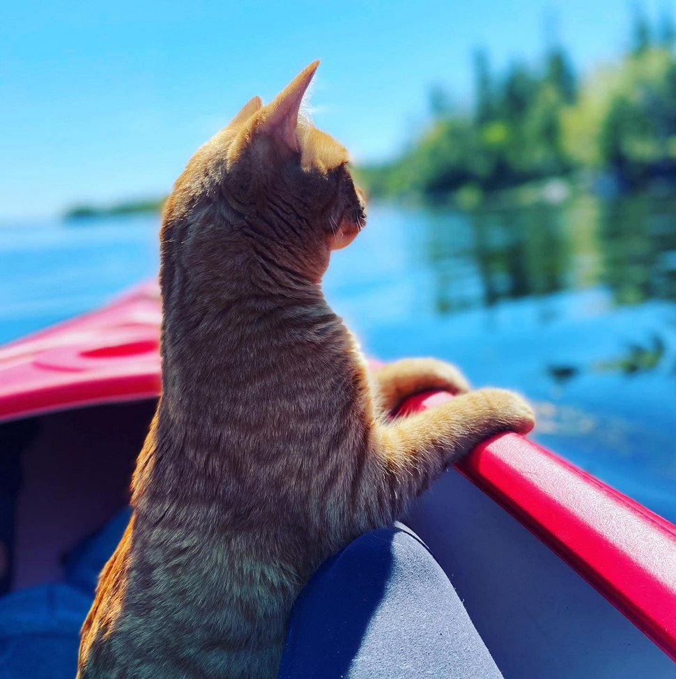 Ce Chat Est Alle A La Plage Pour La Premiere Fois Et Ses Expressions En Disent Long Ipnoze