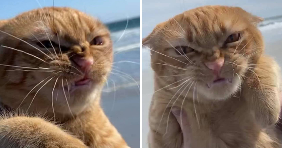 Ce Chat Est Alle A La Plage Pour La Premiere Fois Et Ses Expressions En Disent Long Ipnoze