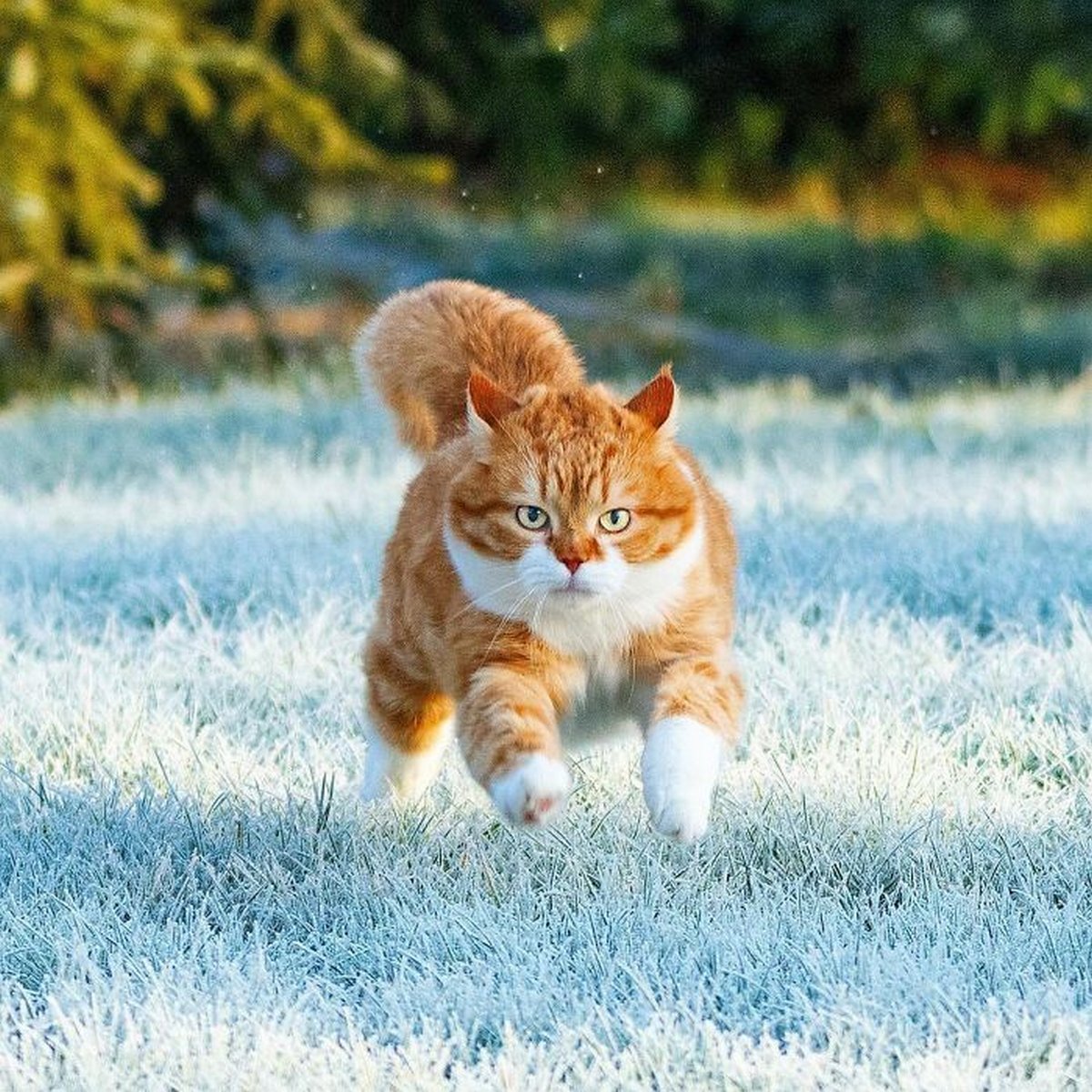 Ce Joyeux Chat Roux Adore La Neige Et Ses Photos Sont Adorables Ipnoze