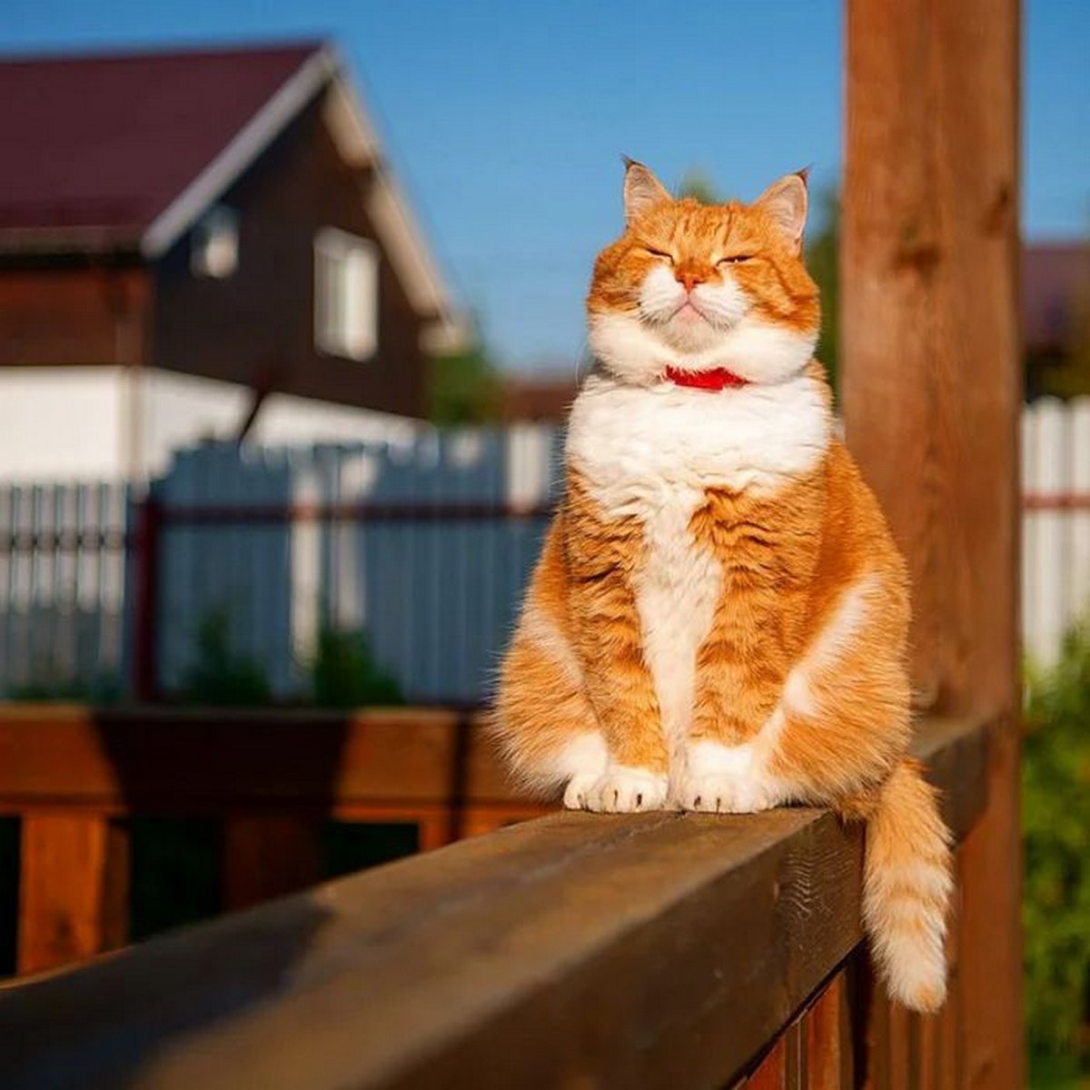 Ce Joyeux Chat Roux Adore La Neige Et Ses Photos Sont Adorables Ipnoze