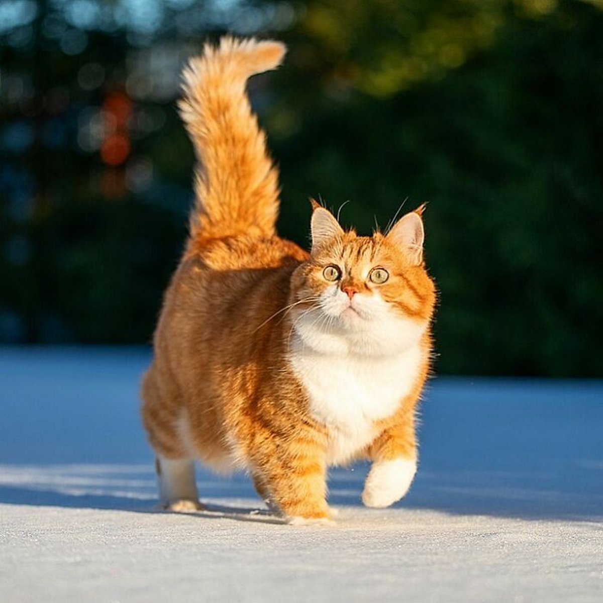 Ce Joyeux Chat Roux Adore La Neige Et Ses Photos Sont Adorables Ipnoze