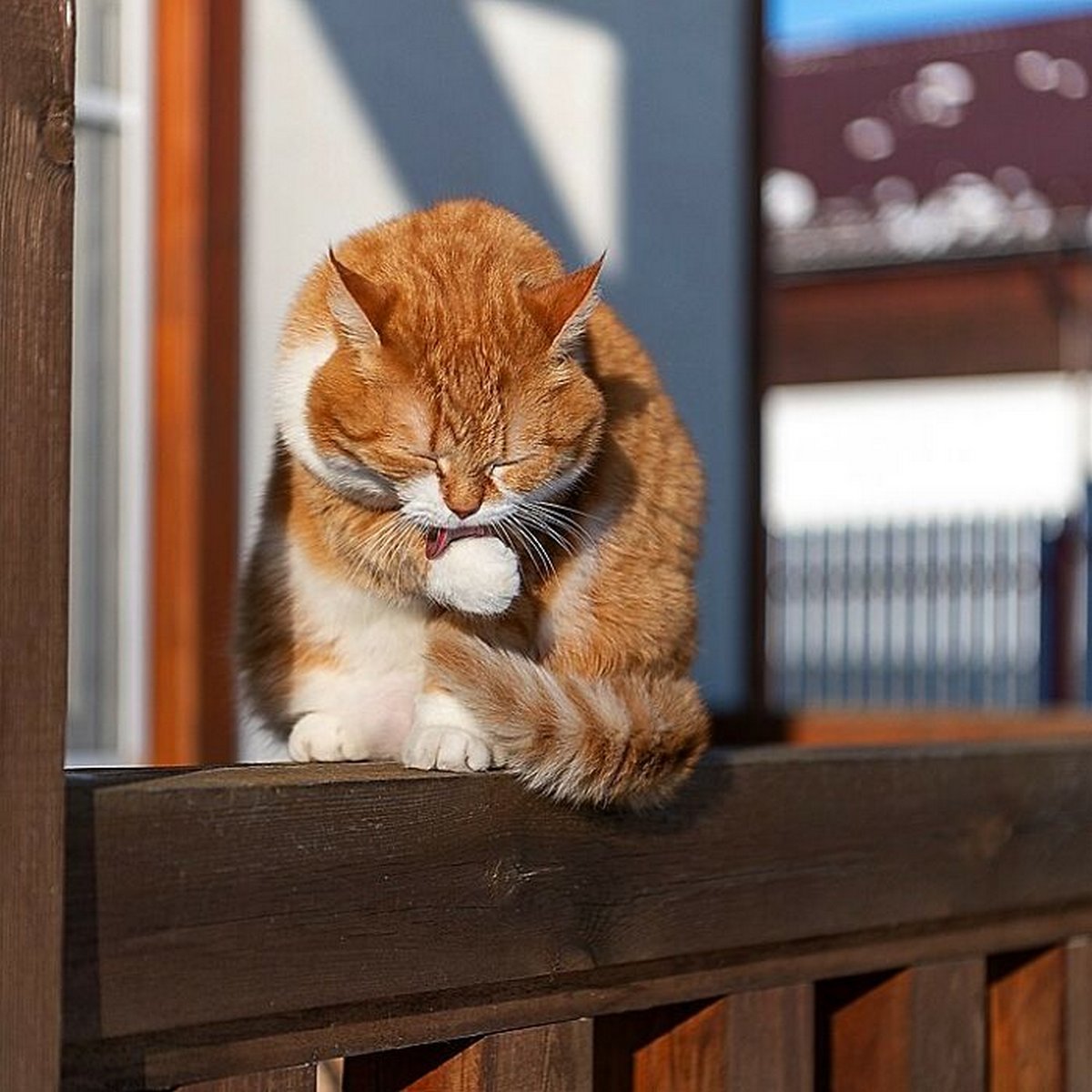 Ce Joyeux Chat Roux Adore La Neige Et Ses Photos Sont Adorables Ipnoze