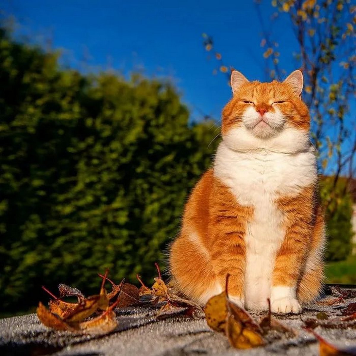 Ce joyeux chat roux adore la neige et ses photos sont adorables - ipnoze