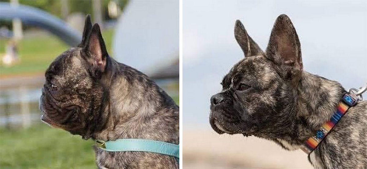 Cette éleveuse modifie le visage des bouledogues français pour les ...