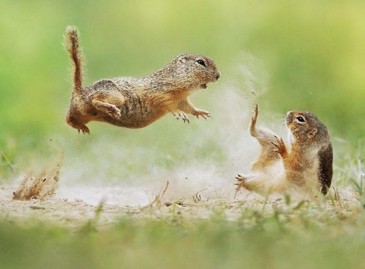 33 Photos Amusantes Danimaux Sauvages Par Un Photographe Autrichien Primé Ipnoze 