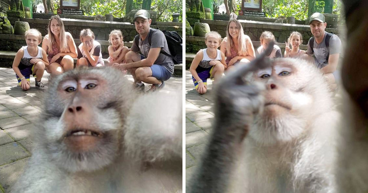 Malaisie : un singe s'empare d'un téléphone et prend des selfies