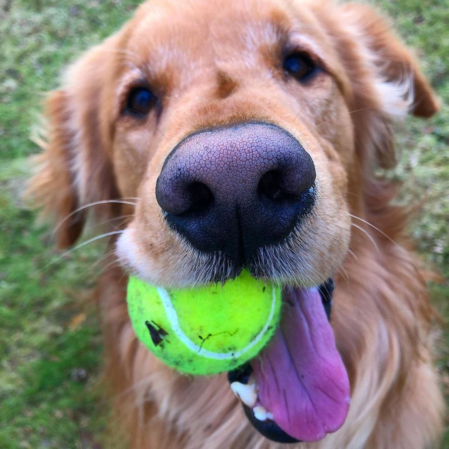 Ce chien tient 6 balles de tennis dans sa gueule, nouveau record