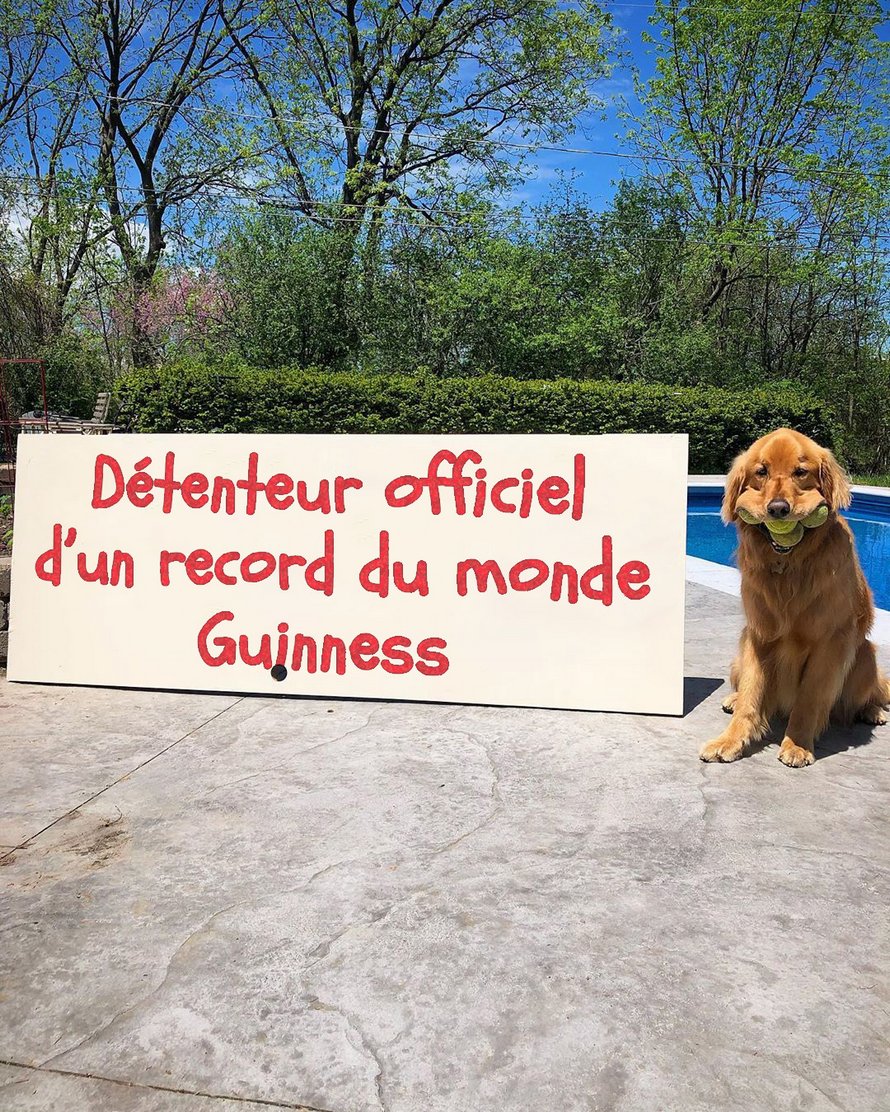 Ce chien a battu un record du monde en casant 6 balles de tennis