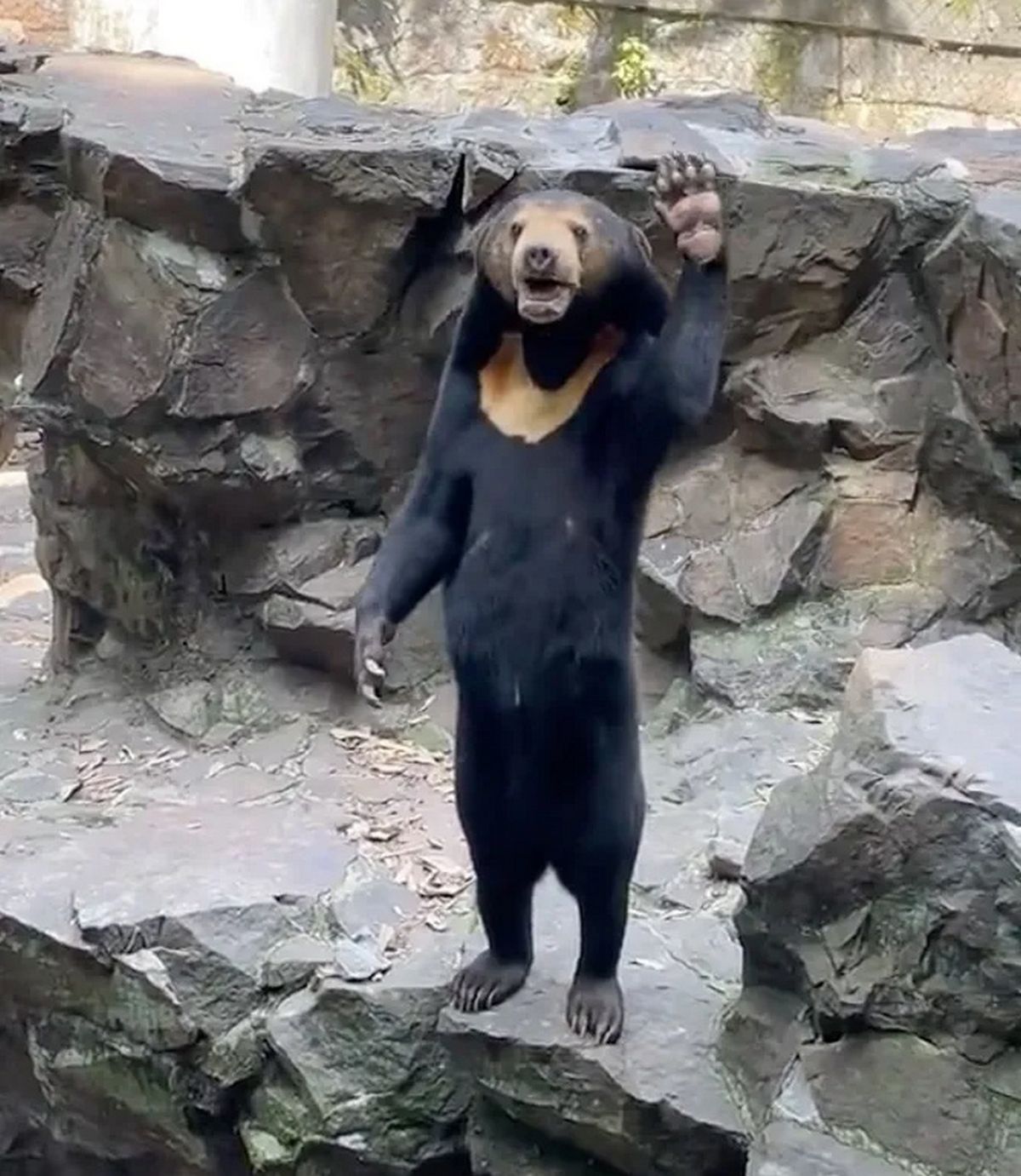 Un ours malais qui ressemble à un humain a été aperçu en train de saluer les visiteurs du zoo de Hangzhou, en Chine.